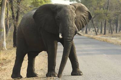 Wild Elephant Crushes 55-year-old Man to Death in Chhattisgarh