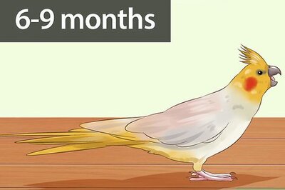 How to Tell if a Cockatiel Is Male or Female