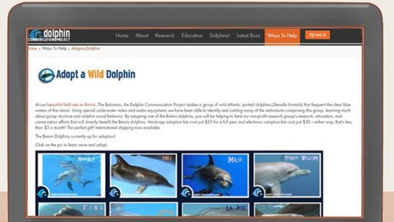 How to Adopt a Dolphin