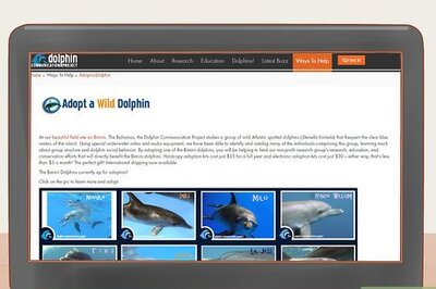 How to Adopt a Dolphin