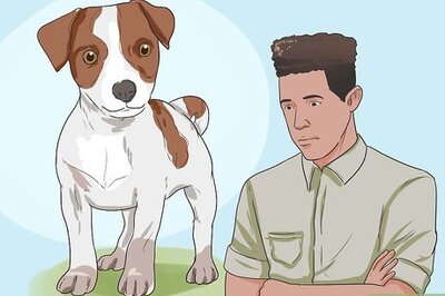 How to Keep a Jack Russell Terrier Happy