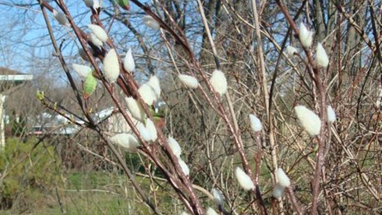 How to Paint Spring Flowers in Watercolor