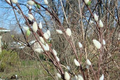 How to Paint Spring Flowers in Watercolor
