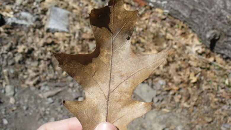 How to Make a Leaf Rubbing