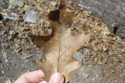 How to Make a Leaf Rubbing