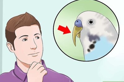 How to Naturally Grind Down a Bird’s Beak