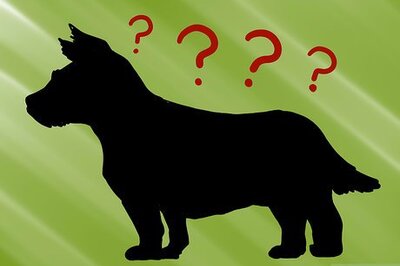 How to Tell if a Yorkie Is the Right Weight