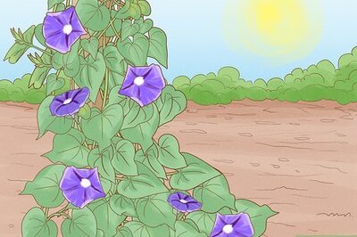 How to Make Morning Glories Bloom
