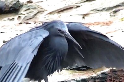 Watch: Black Heron Creates Umbrella-Like Shade To Catch Prey