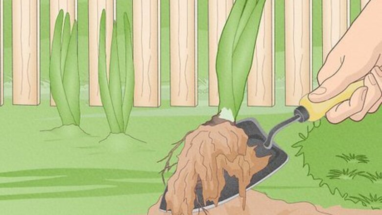 How to Store Iris Bulbs