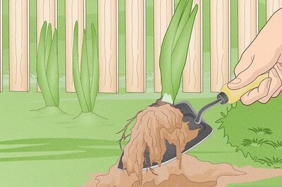 How to Store Iris Bulbs