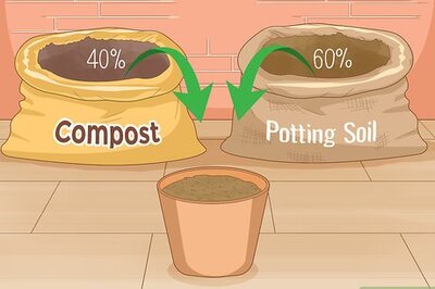 How to Grow Curry Leaves