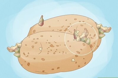 How to Regrow Potatoes