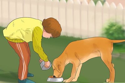 How to Be a Good Pet Owner (for Kids)