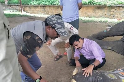 Ahead Of Mysuru Dasara Festival, Elephants Receive Special Care