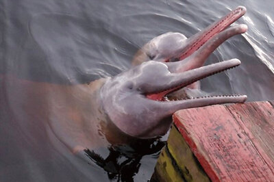 Guwahati Gets Official Animal Icon, Names River Dolphin as Mascot
