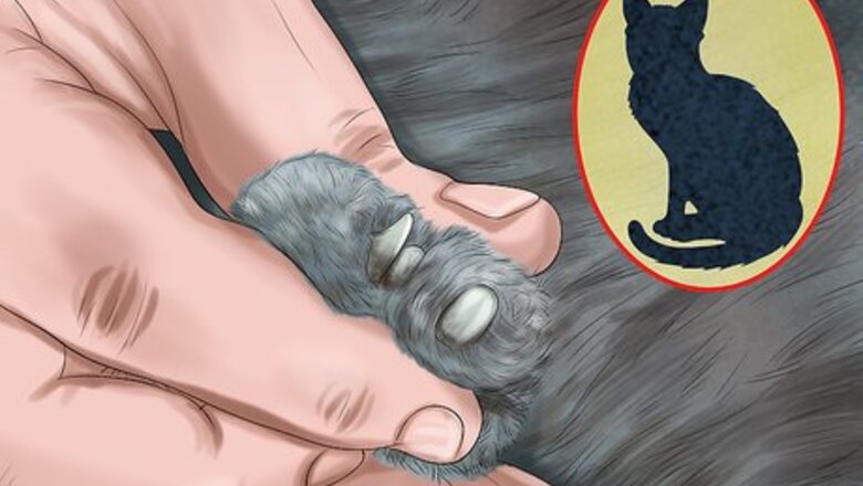 How to Make Vet Visits Less Stressful for Your Cat