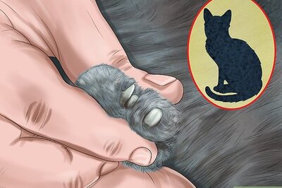 How to Make Vet Visits Less Stressful for Your Cat