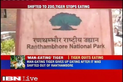 Tiger stops eating after it is shifted out of Ranthambore Tiger Reserve