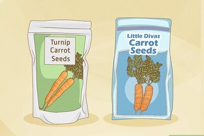 How to Grow Baby Carrots