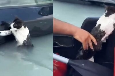Watch: Dubai Heroes Run Into Flood Waters To Save Cat Clinging To A Car