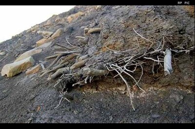 Mummified forest provides climate change clues