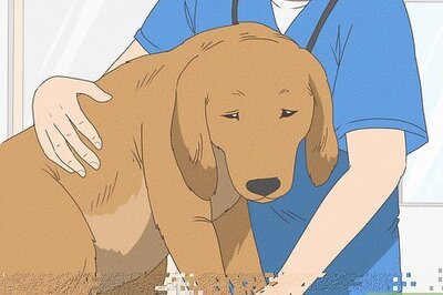 How to Identify a False Pregnancy in Dogs