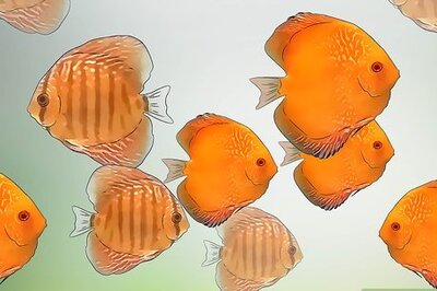 How to Breed Discus