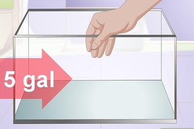 How to Acclimate Your Betta