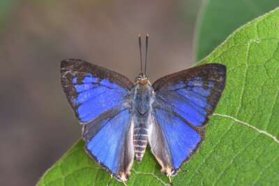 New Species Of Butterfly Discovered In Western Ghats After 33 Years