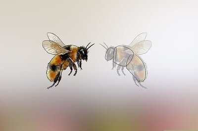 How to Identify Honey Bees