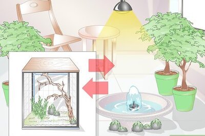 How to Make a Habitat for Your Chameleon