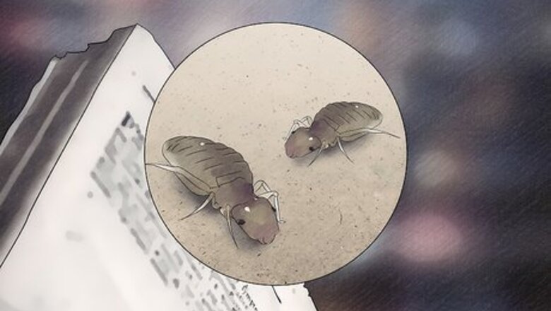 How to Get Rid of Booklice