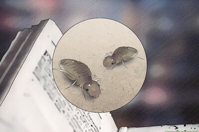 How to Get Rid of Booklice