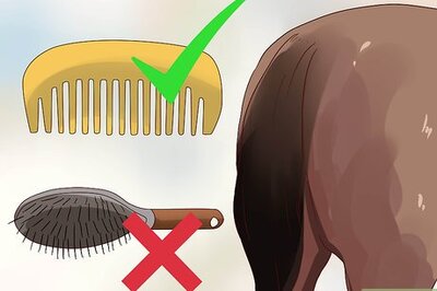 How to Apply a Horse Tail Bandage
