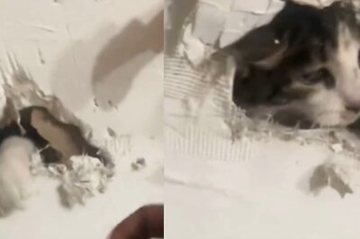 Watch: Owner Finds Her Cat Trapped Behind Newly Built Apartment Wall