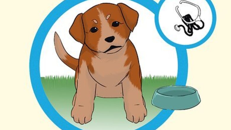How to Add a Puppy to the Family Whilst Your Dog Is Pregnant