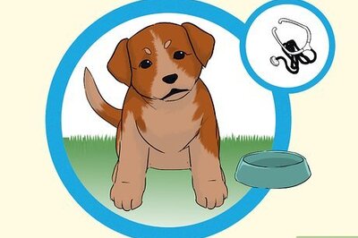 How to Add a Puppy to the Family Whilst Your Dog Is Pregnant