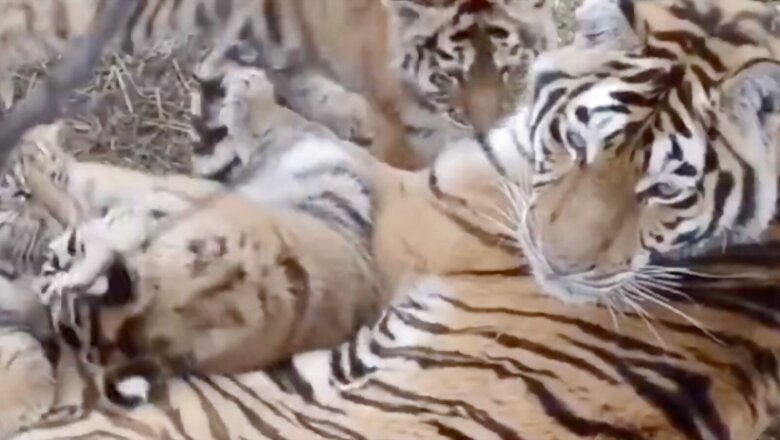 Video of Cubs Playing With Mother Tiger At Panna Tiger Reserve Will Make Your Day