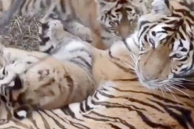 Video of Cubs Playing With Mother Tiger At Panna Tiger Reserve Will Make Your Day