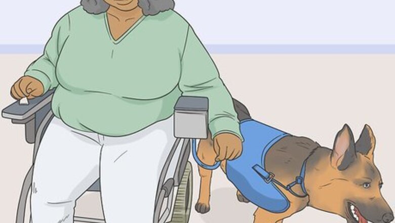 How to Identify a Service Dog