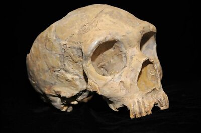 Archaic 'Ghost Population' of Humans from 500 Million Years Ago Discovered in Africa