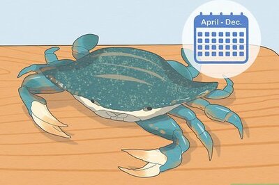 How to Eat a Maryland Blue Crab