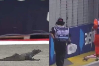 F1: Rogue Lizard Brings Singapore Grand Prix Practice to Hilarious Halt - WATCH