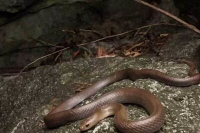 Timely Treatment Saves Madhya Pradesh Woman After Six Snake Bites