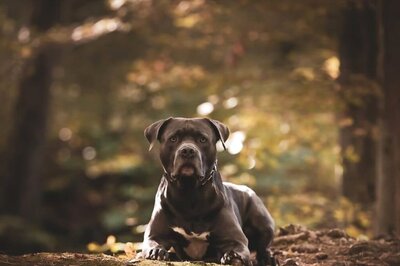 Delhi: 17-Year-Old Girl Attacked by American Bully Dog; Pet Owner Booked