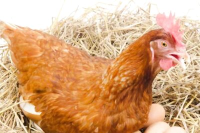 What Came First, Egg Or Chicken? Evolutionary Science Has The Answer