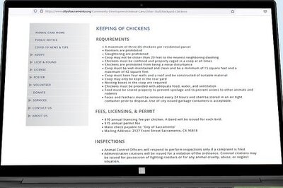 How to Raise Chickens for Eggs