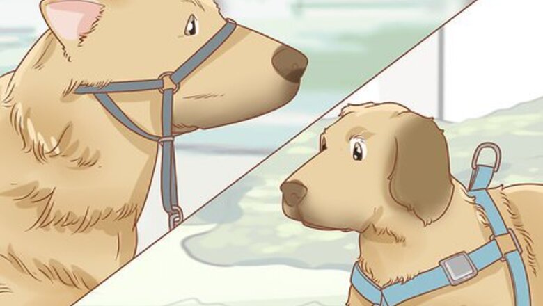 How to Train Your Dog to Walk or Heel Without a Choke Chain