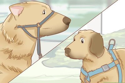 How to Train Your Dog to Walk or Heel Without a Choke Chain